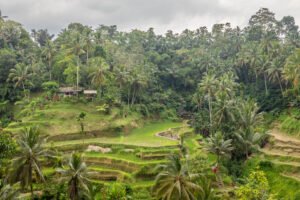 Tegalalang Rice Terrace Ubud - slow travel in Bali Indonesia