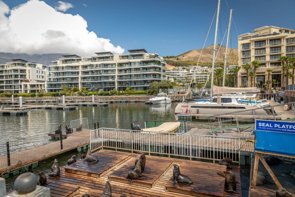 Cape fur seals at V&A Waterfront marina Cape Town