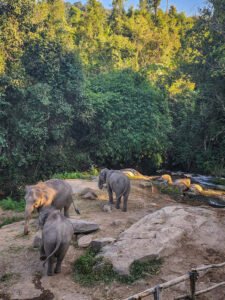 Elephants roaming freely at Joy Elephant Sanctuary Chiang Mai - Chiang Mai travel guide