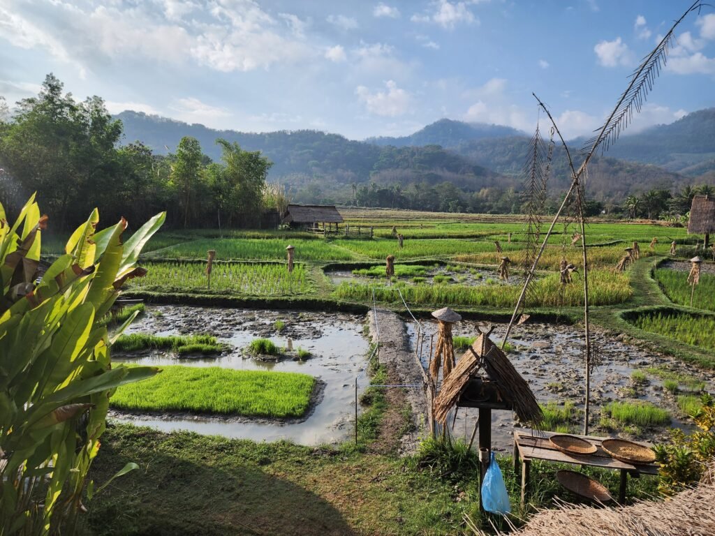 Rice paddies and mountain scenery at Living Land Farm, Luang Prabang slow travel Laos — traditional scarecrows and flooded fields