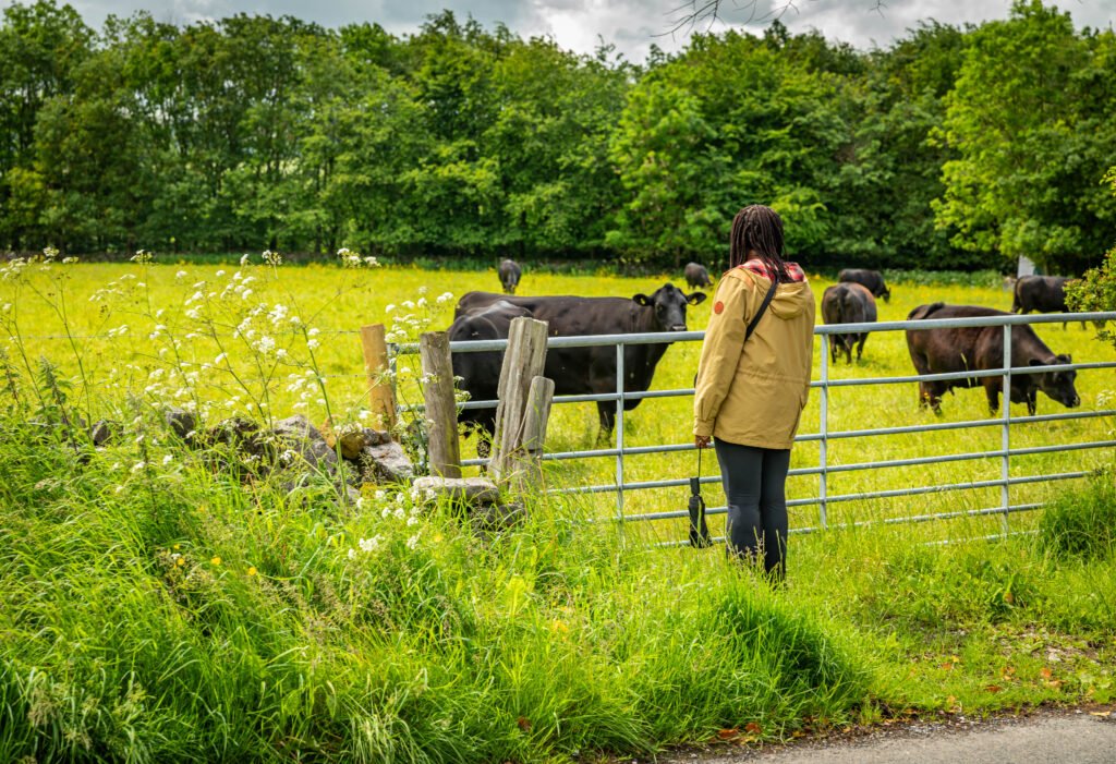 Marge watching cattle on a countryside walk near Little Longstone, Peak District