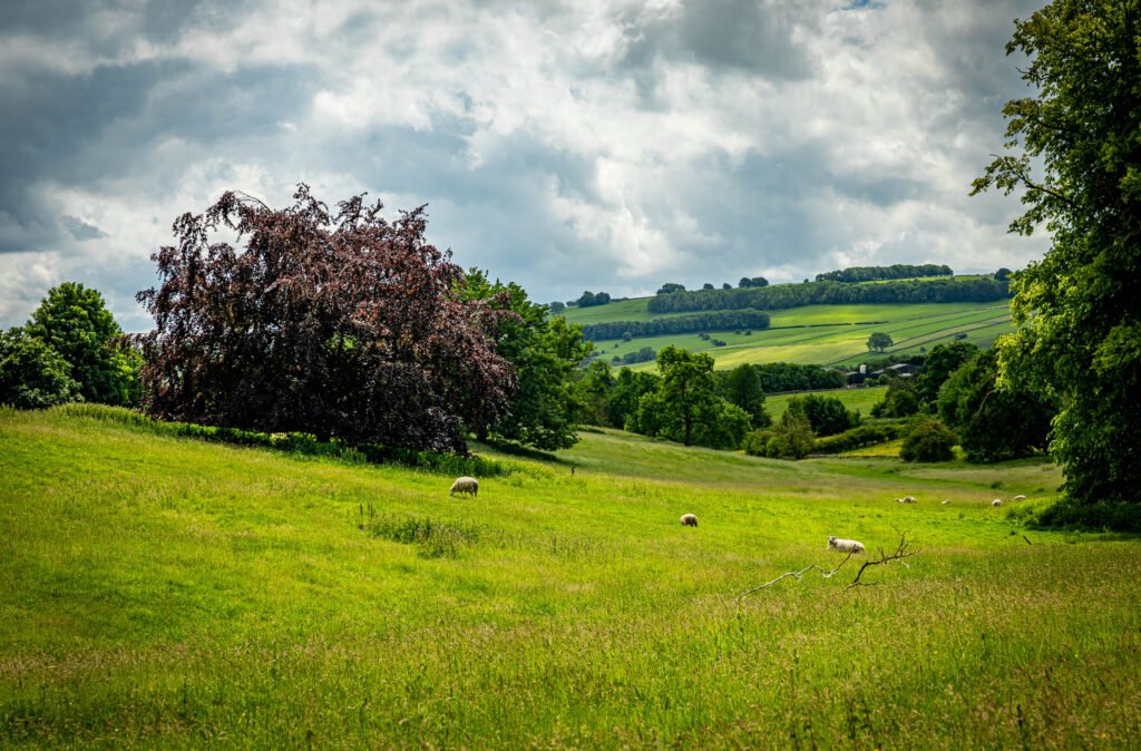 Sheep grazing on rolling hillside near Little Longstone, Peak District slow travel