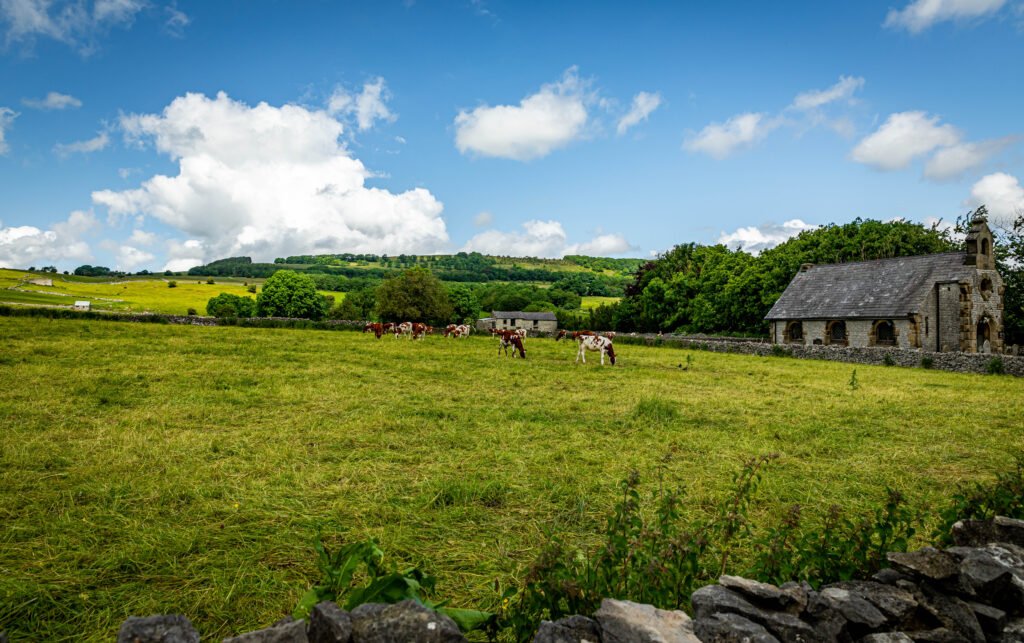 Stone chapel and cattle in the Peak District countryside, Derbyshire
